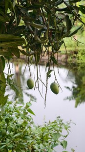 池塘边悬挂的绿色果实