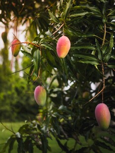 枝头饱满诱人的成熟芒果