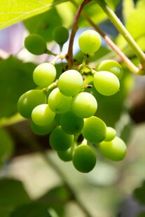 青葡萄挂于枝头