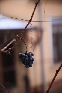 干枯葡萄挂于细枝间