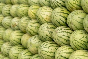 大量西瓜整齐堆放