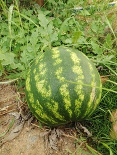 田间成熟的大西瓜