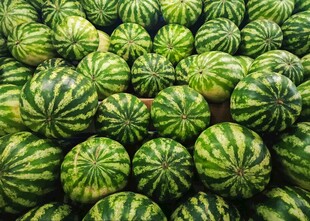 大量新鲜西瓜整齐排列
