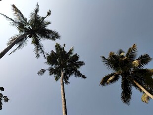 仰拍蓝天中的高大棕榈树