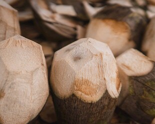 新鲜椰子堆叠