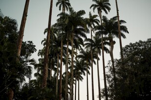 高耸入云的热带棕榈树林