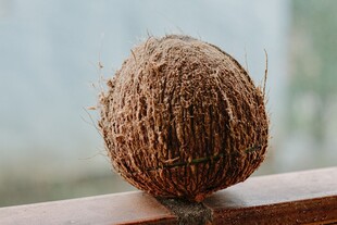 桌上的椰子
