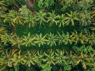 俯瞰茂密热带植物景观