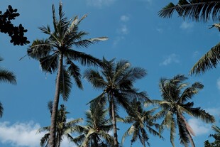 蓝天椰林美景