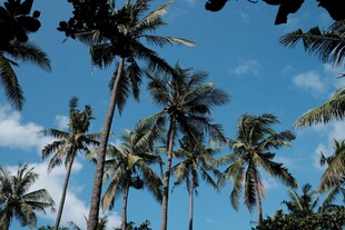 蓝天椰林美景