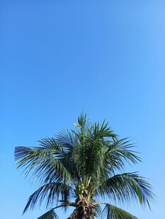 蓝天之下的挺拔椰子树