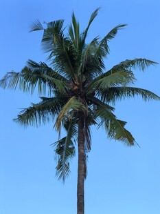 蓝天中的挺拔椰子树