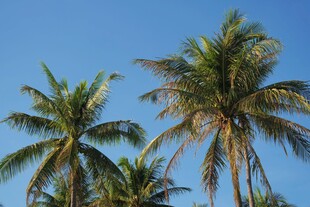 蓝天椰树风景图