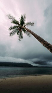 倾斜椰树旁的海滨风光