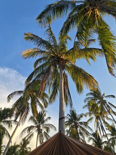 热带椰林风光