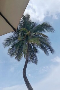 蓝天椰树