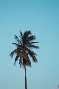 蓝天椰树 