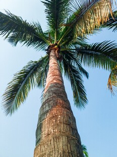 高大挺拔的棕榈树