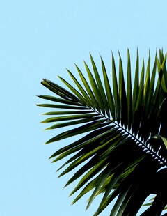 蓝天下的翠绿棕榈叶
