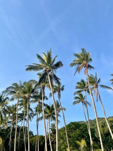 蓝天椰林热带风光美景