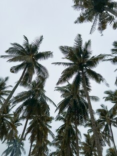 椰林高耸入天际