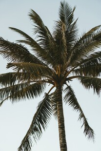 高大挺拔的单棵椰子树