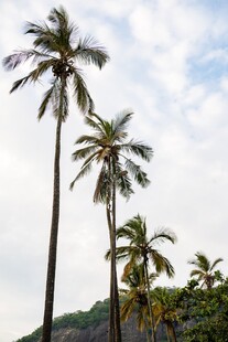 挺拔棕榈树 