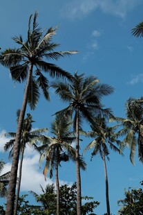 蓝天椰树风景图