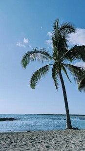 海边单棵椰树风景