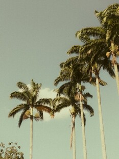 热带棕榈树的蓝天景致