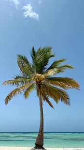 海边孤植的高大椰子树