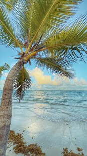 海边椰树美景