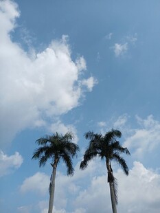 蓝天下的两棵棕榈树