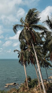 海边椰树风景