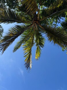 仰望蓝天中的棕榈树冠