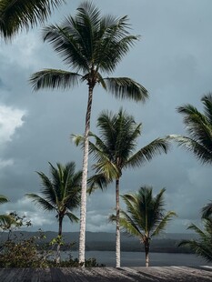 海边椰树 