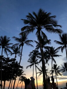 夕阳下的椰树剪影