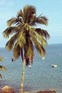 海边椰树与海上小船美景