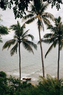 海边椰树风景