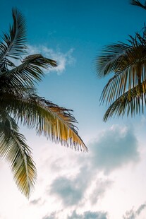蓝天椰树 
