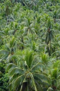 茂密椰林景观