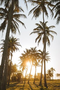 夕阳下的椰林美景