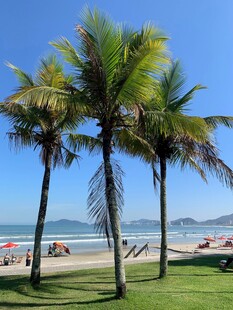海滨椰树美景