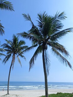 海边椰树美景