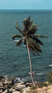 海边椰子树