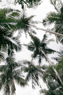 茂密椰林 
