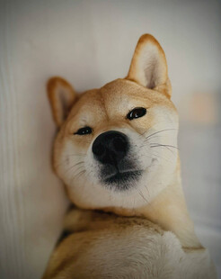 可爱柴犬惬意躺卧