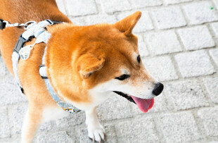 可爱柴犬街头俏皮模样
