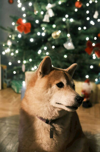 柴犬伴圣诞树温馨场景