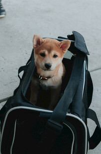 柴犬躲在黑色背包里